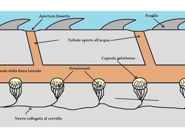 Linea Laterale